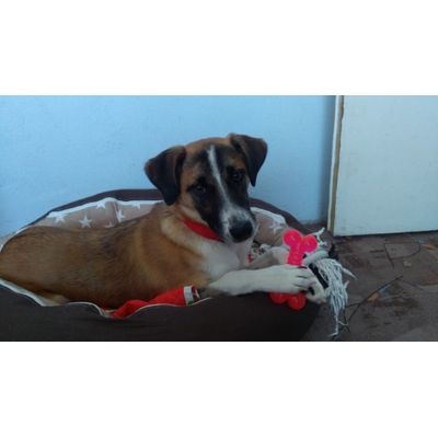 Loving toys