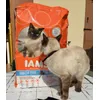 Confusa ma Felice della sua pappa IAMS