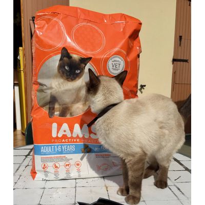 Confusa ma Felice della sua pappa IAMS