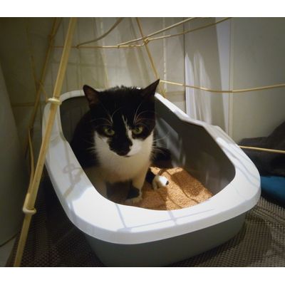 In hier litter tray