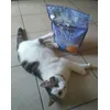 Mon chat a le poils plus beau