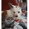 Jackino e i suoi vizi