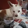 Jackino e i suoi vizi