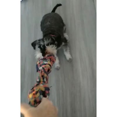 After a year of tugging fun