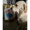 Buddy et ses croquettes