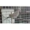 Dove rehab