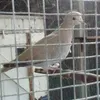 Dove rehab