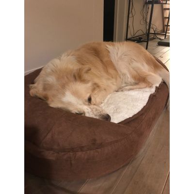 Un chien heureux