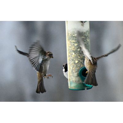 Sperling im Anflug