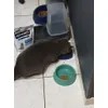 chat qui mange Advance Sterilized Adulte