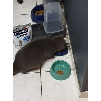 chat qui mange Advance Sterilized Adulte