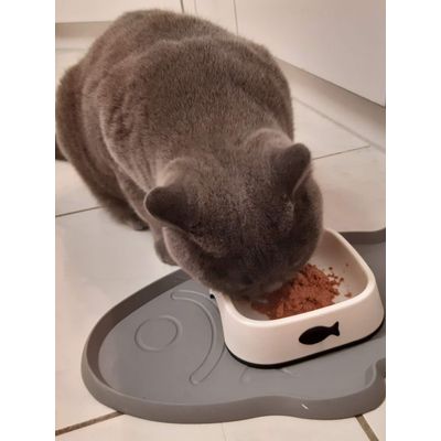 Kater liebt Fisch