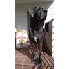 Thiara