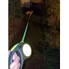 Asher with his nightleash