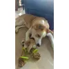 Toby con il nuovo giochino 