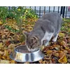 Purina Pro Plan Renal Function lazac