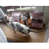 produktu Kitten pakiet mieszany