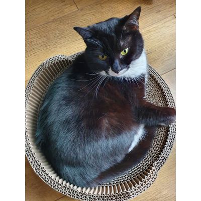Catboard cat furniture