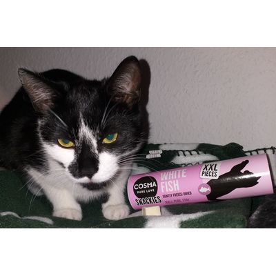 Meine Katze lieb es