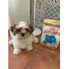 SIMBA Y ROYAL CANIN