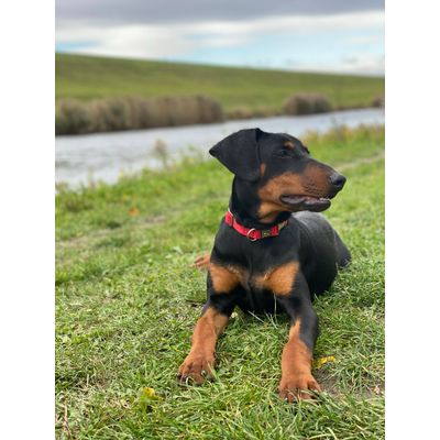 Maya