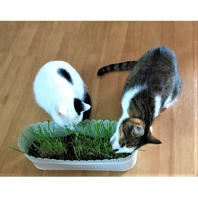 Katzengras