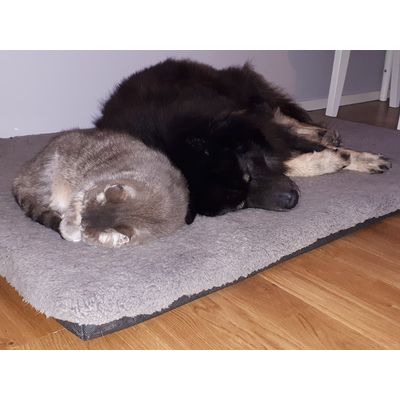 schlafend