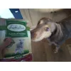 Mon chien adore