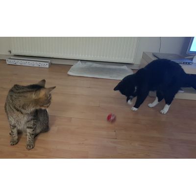 Pyza i Sosik