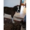 Febo boxer 3 mesi