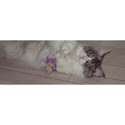Kaya