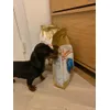 Piero happy doggy