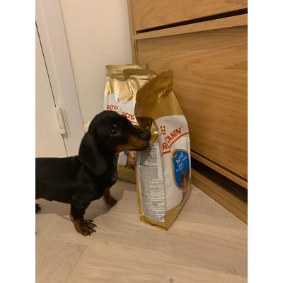 Piero happy doggy