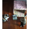 Qui si mangia