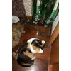 codine felici