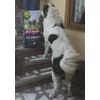 Eukanuba 