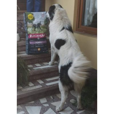 Eukanuba