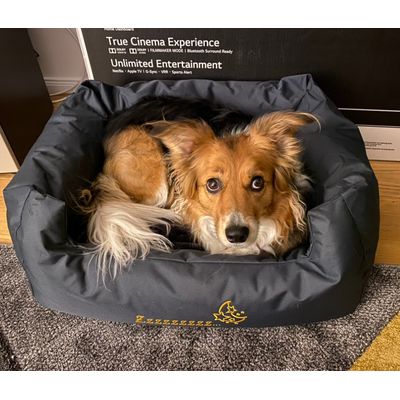 Borka in her 80x65cm bed