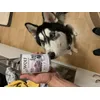 Loki liebt es
