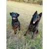 Cooper a Jess