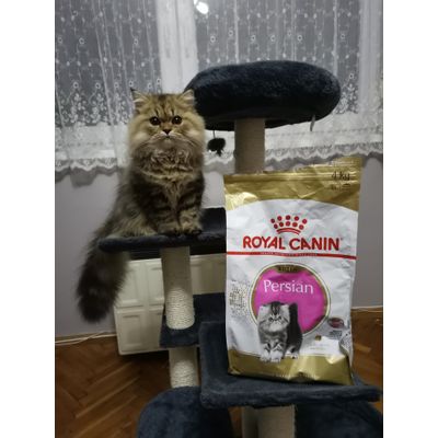 Oszi