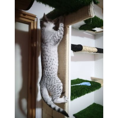 Great for making a scratching wall