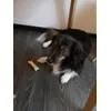 MIkki-2