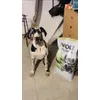 perfecto para mi perro