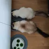 Ornellka a Ushko