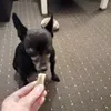 Loki