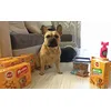 Pedigree markies