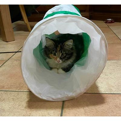 Morgana e il tunnel