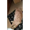 Ama la sua Vetbed