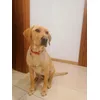 Saba